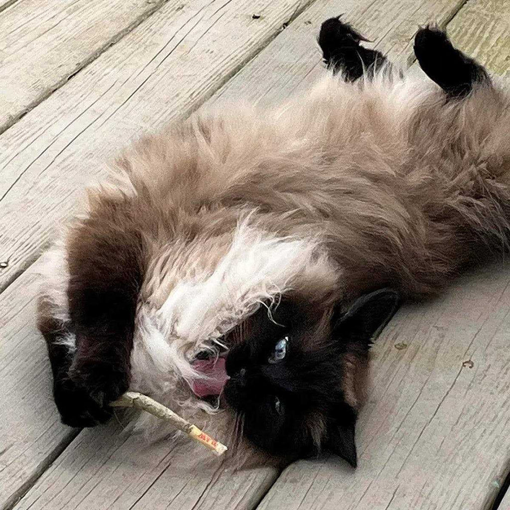 Catnip Pet Supplies S793396