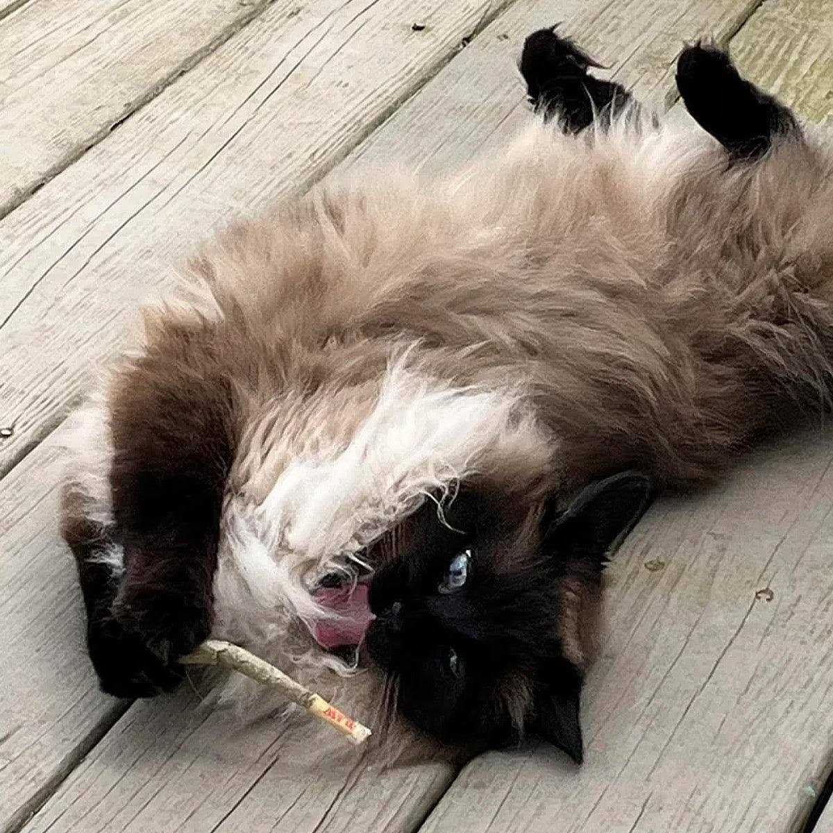 Catnip Pet Supplies S793396