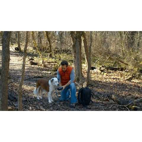 Dog Harness S719