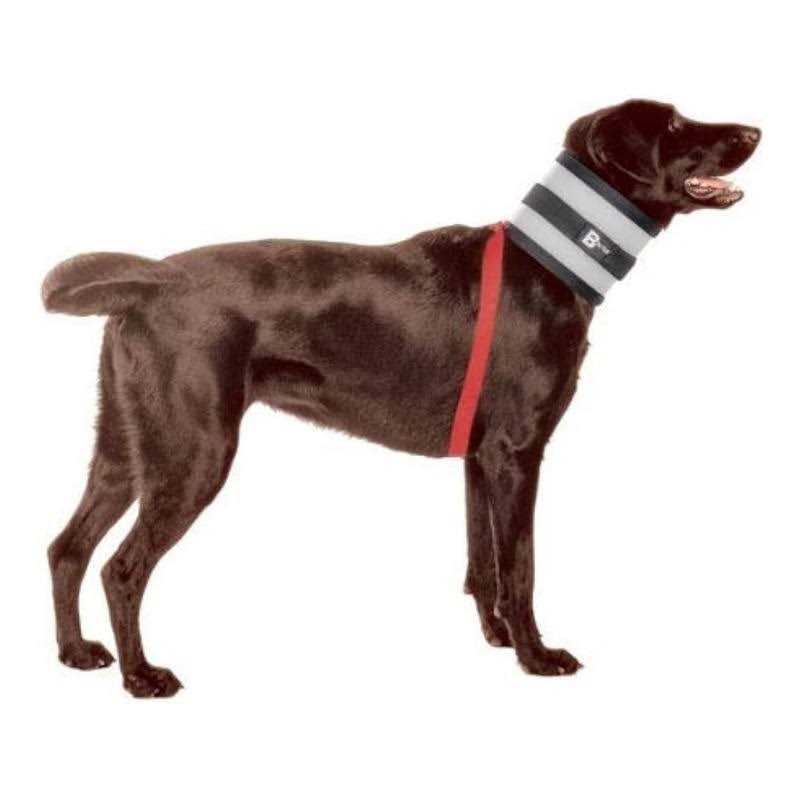 Pet Collar Q461