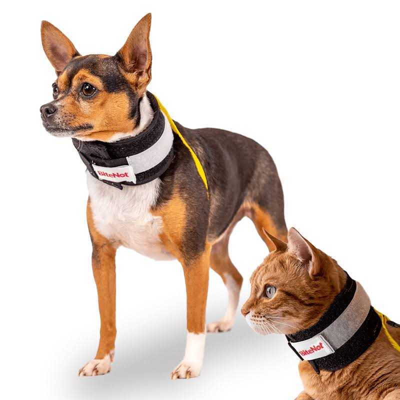 Pet Collar Q461