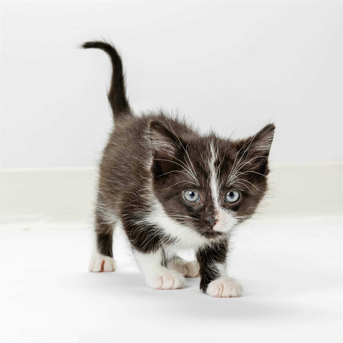 High Calorie Gel for Cats G646