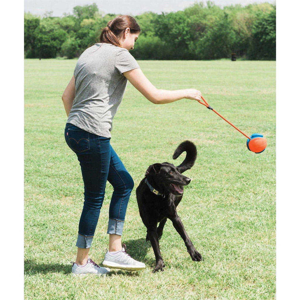 Dog Disc J937