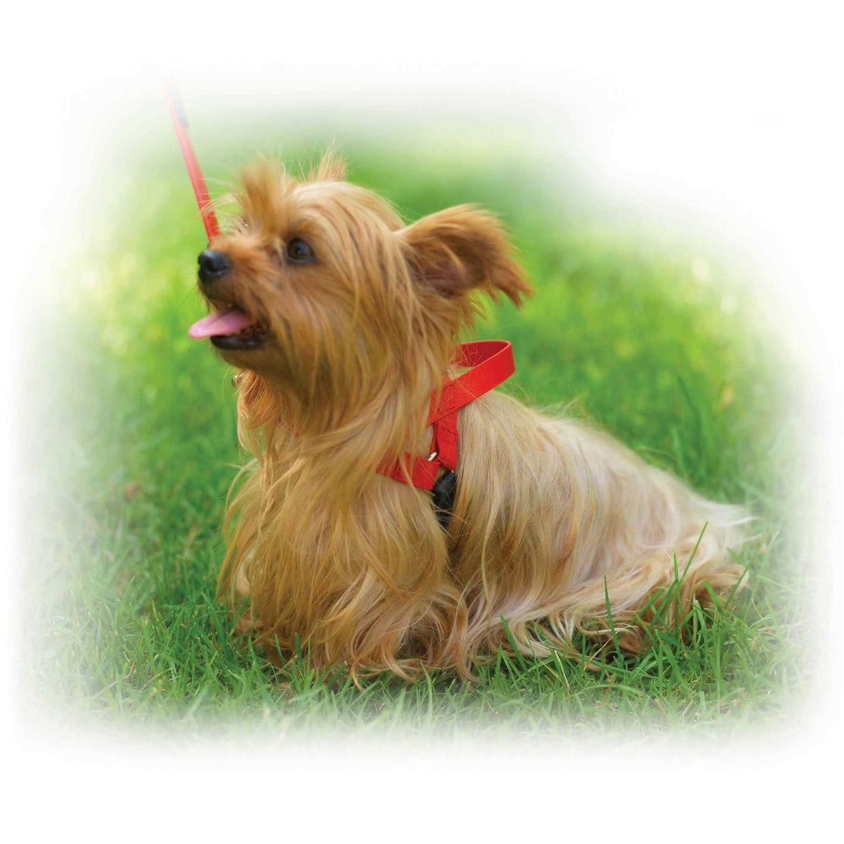 Pet Harness F48899
