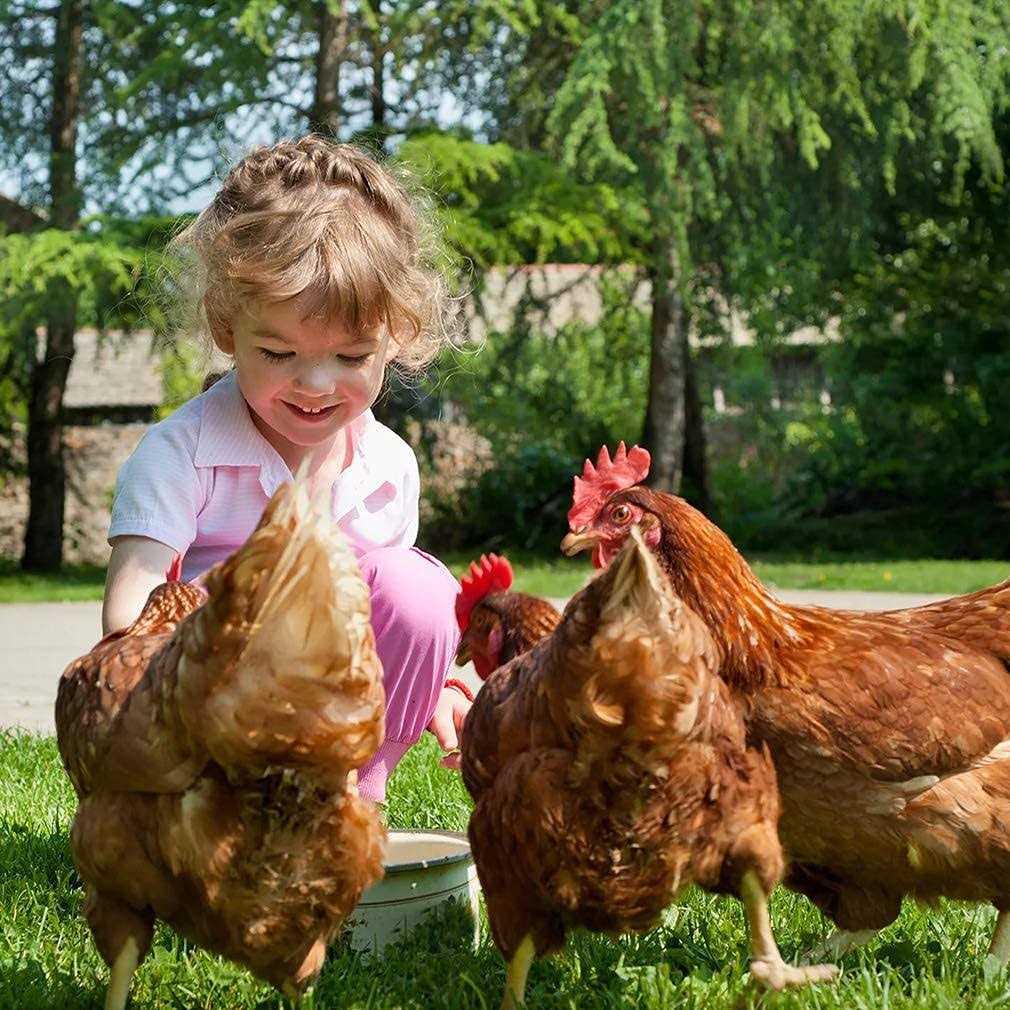 Large Metal Chicken Coop with Door & Cover J141