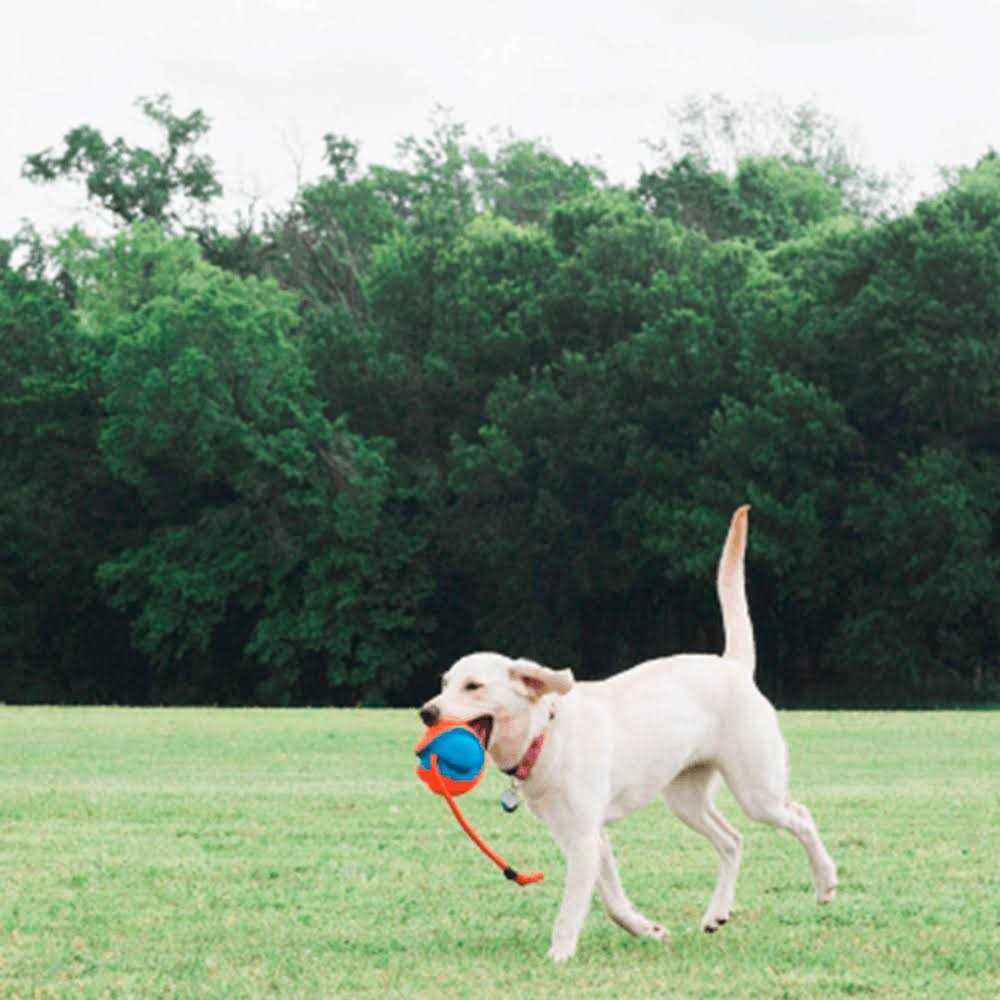 Dog Disc J937