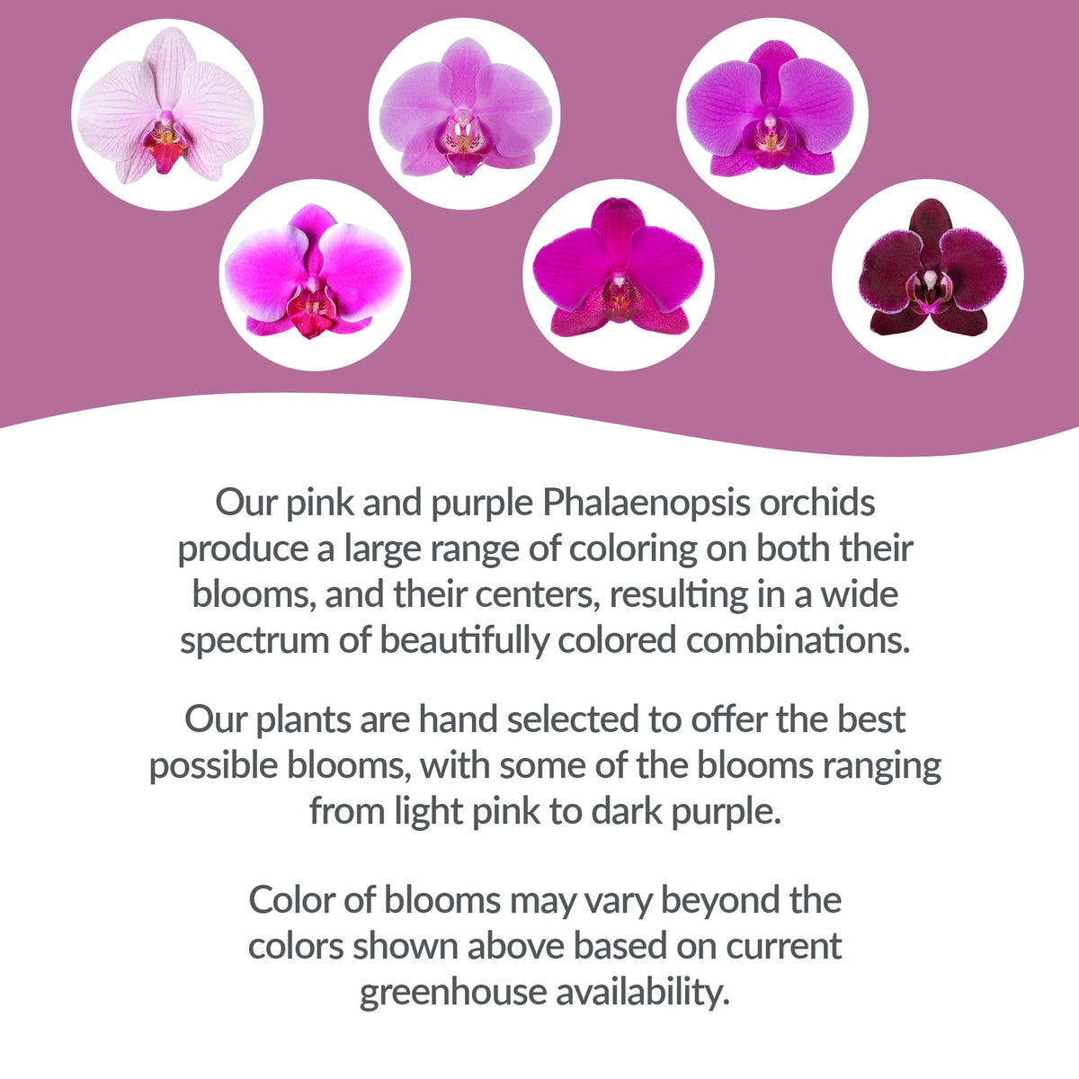Mini Pink Purple Orchid in 2.5 Clay Pot D689207