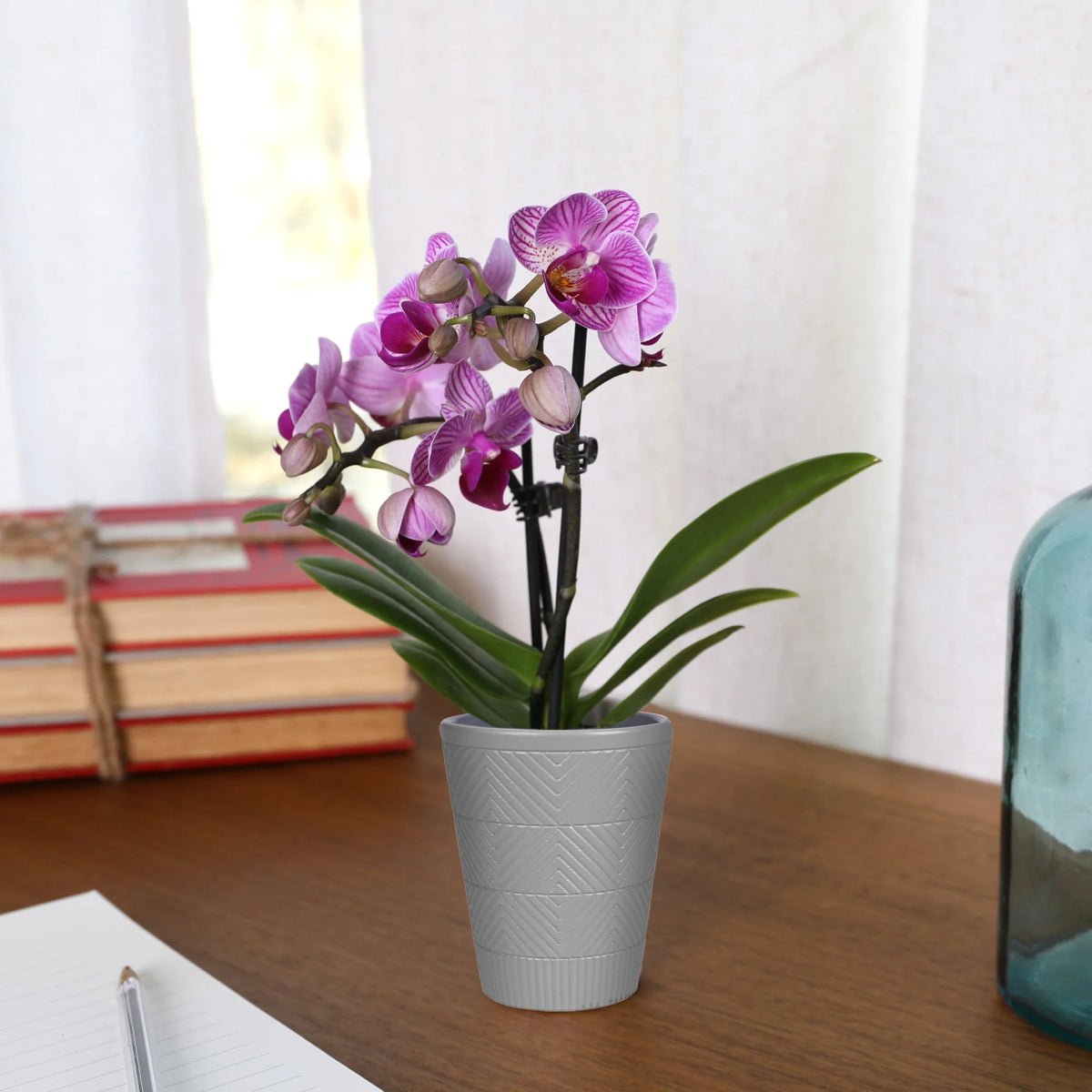 Mini Pink Purple Orchid in 2.5 Clay Pot D689207