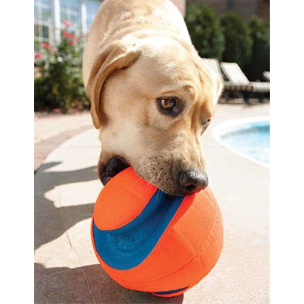 Dog Toy G975