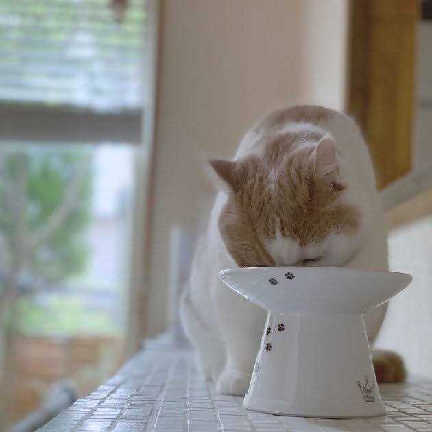 Extra Wide Raised Cat Food Bowl T3381