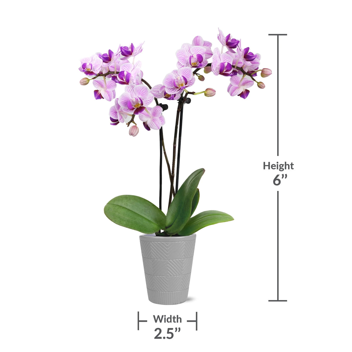 Mini Pink Purple Orchid in 2.5 Clay Pot D689207