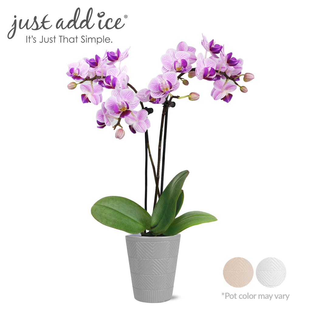 Mini Pink Purple Orchid in 2.5 Clay Pot D689207