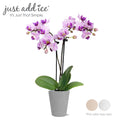 Mini Pink Purple Orchid in 2.5 Clay Pot D689207