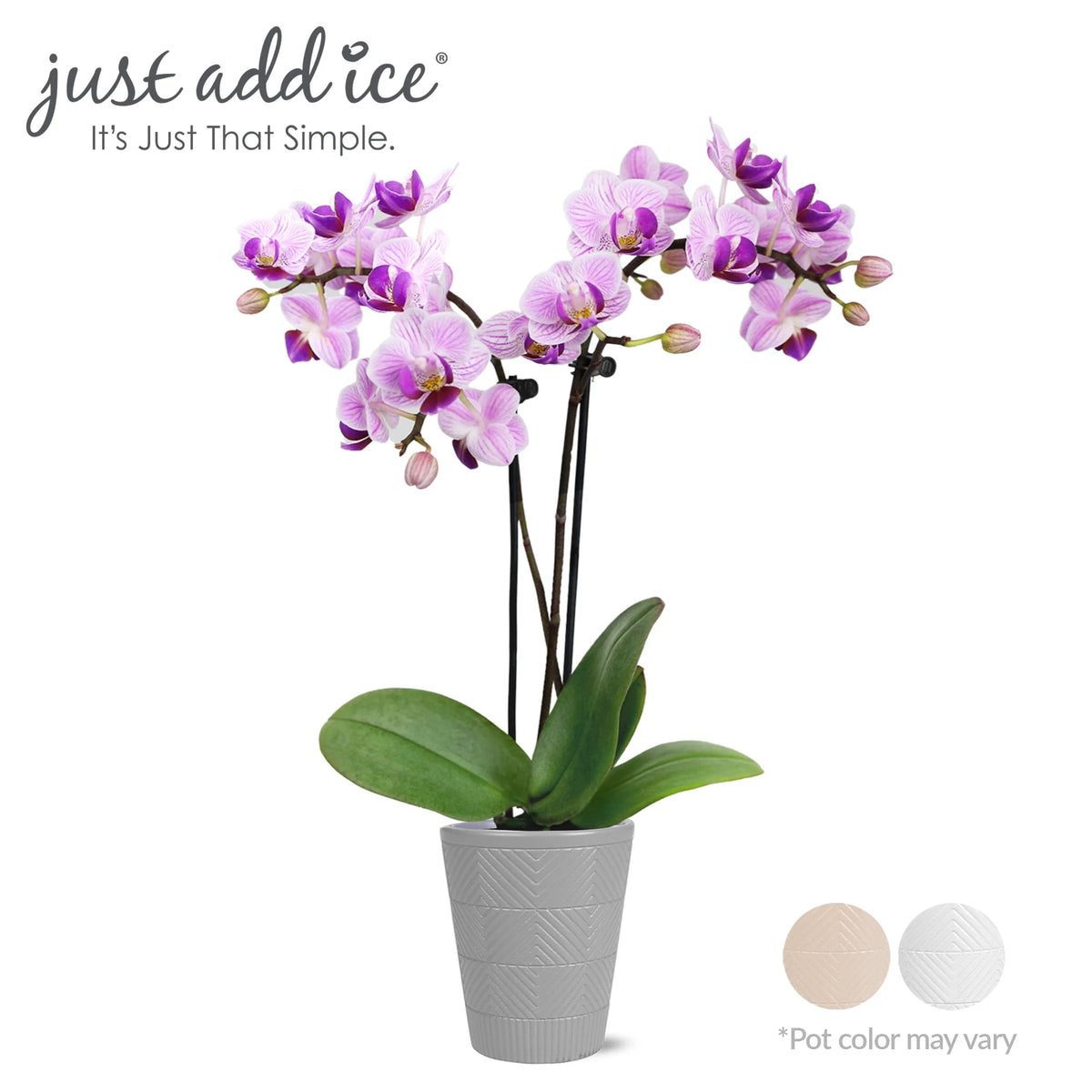 Mini Pink Purple Orchid in 2.5 Clay Pot D689207
