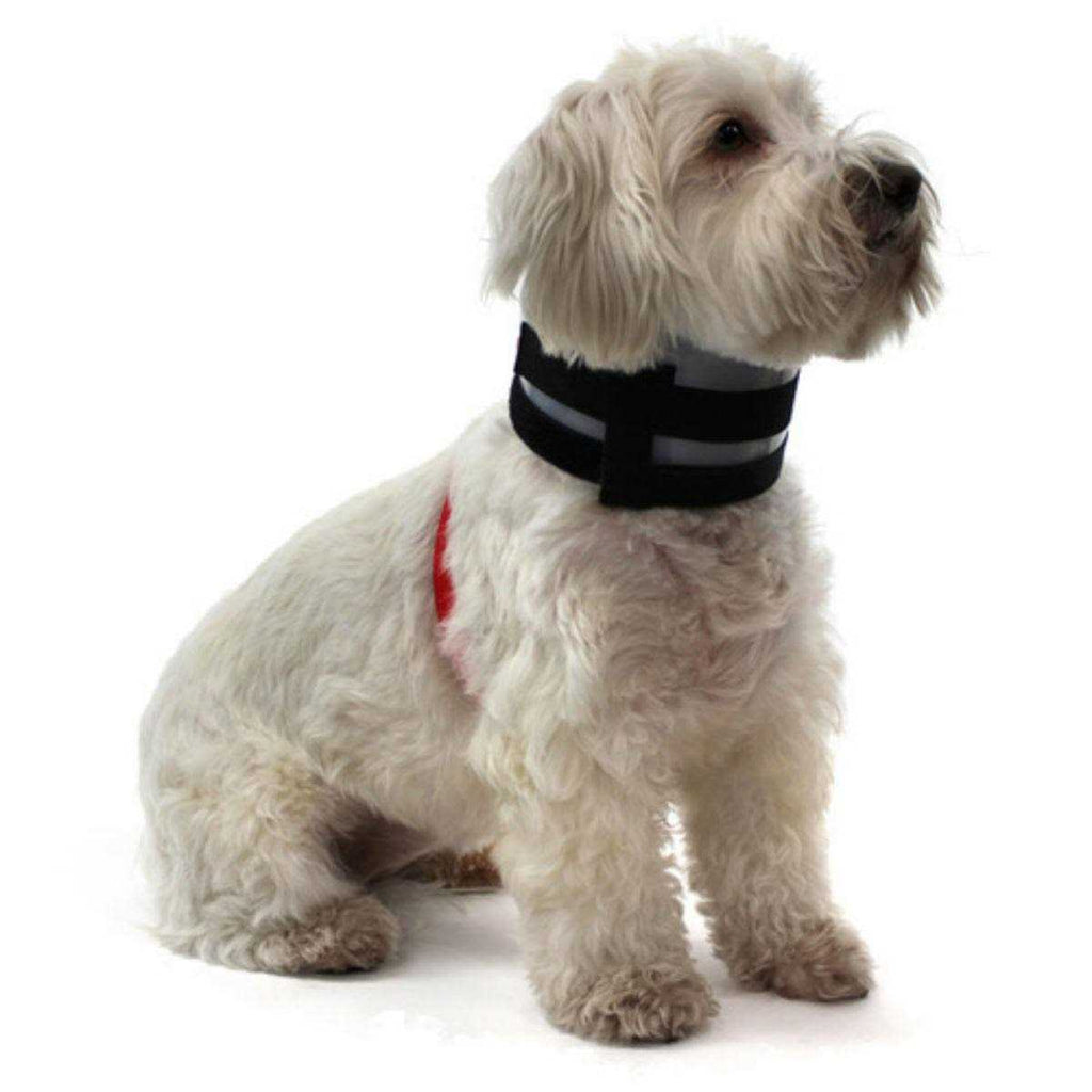 Pet Collar Q461