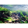 Aquarium Background T868