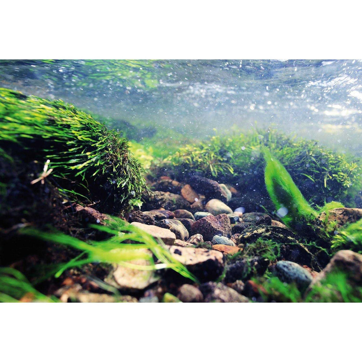 Aquarium Background T868