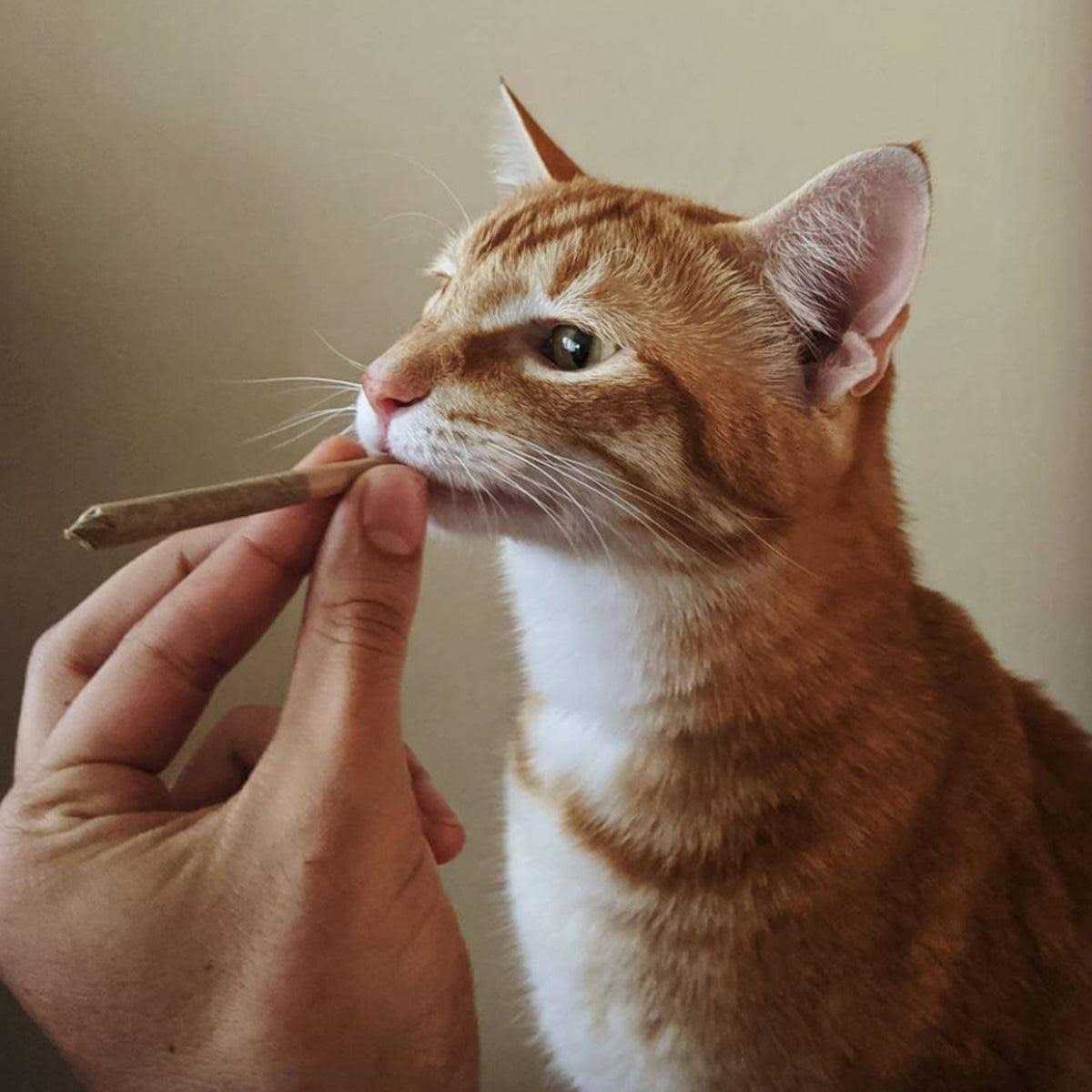 Catnip Pet Supplies S793396